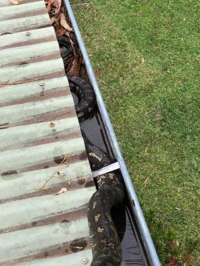 Vermin Proofing - Canberra Gutter Guard